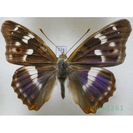 Apatura ilia f. ilia Czech11a